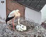 Capi_Dubne_20250615_044502.jpg