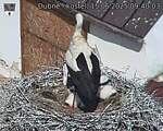Capi_Dubne_20250615_094003.jpg