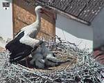 Capi_Dubne_20250615_132003.jpg