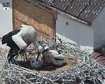 Capi_Dubne_20250615_140503.jpg