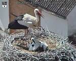 Capi_Dubne_20250615_153003.jpg