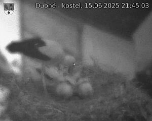 Capi_Dubne_20250615_214503.jpg (1350 x 1080)