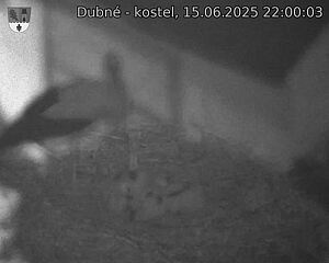 Capi_Dubne_20250615_220003.jpg (1350 x 1080)