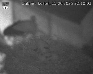 Capi_Dubne_20250615_221003.jpg (1350 x 1080)