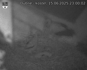 Capi_Dubne_20250615_230002.jpg (1350 x 1080)