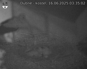 Capi_Dubne_20250616_033502.jpg (1350 x 1080)