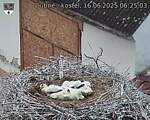 Capi_Dubne_20250616_062503.jpg