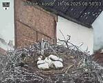 Capi_Dubne_20250616_085003.jpg