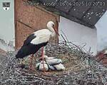Capi_Dubne_20250616_102003.jpg