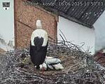 Capi_Dubne_20250616_105003.jpg