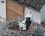 Capi_Dubne_20250616_135502.jpg