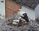 Capi_Dubne_20250616_142503.jpg
