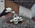 Capi_Dubne_20250616_153503.jpg