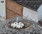 Capi_Dubne_20250616_180003.jpg