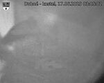 Capi_Dubne_20250617_030502.jpg