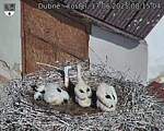 Capi_Dubne_20250617_081504.jpg