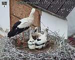Capi_Dubne_20250617_130503.jpg