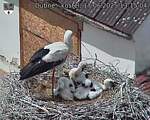 Capi_Dubne_20250617_131504.jpg