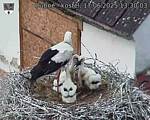 Capi_Dubne_20250617_133003.jpg
