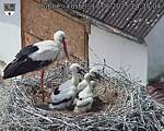 Capi_Dubne_20250617_143504.jpg