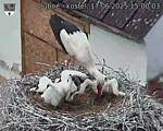 Capi_Dubne_20250617_150003.jpg