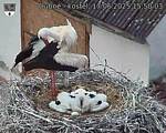 Capi_Dubne_20250617_155003.jpg