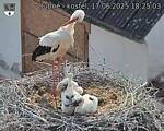 Capi_Dubne_20250617_182503.jpg