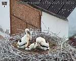 Capi_Dubne_20250617_210002.jpg