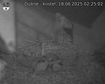 Capi_Dubne_20250618_022502.jpg