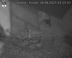Capi_Dubne_20250618_032503.jpg