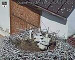 Capi_Dubne_20250618_102502.jpg