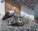 Capi_Dubne_20250618_132004.jpg