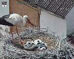 Capi_Dubne_20250618_152504.jpg