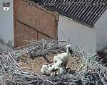 Capi_Dubne_20250618_164004.jpg