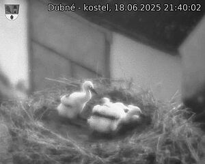 Capi_Dubne_20250618_214002.jpg (1350 x 1080)