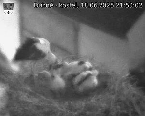 Capi_Dubne_20250618_215002.jpg (1350 x 1080)