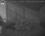 Capi_Dubne_20250619_005002.jpg
