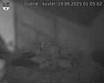 Capi_Dubne_20250619_010502.jpg