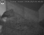 Capi_Dubne_20250619_014503.jpg