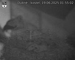 Capi_Dubne_20250619_015503.jpg