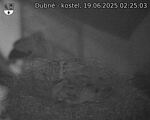 Capi_Dubne_20250619_022503.jpg