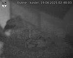 Capi_Dubne_20250619_024003.jpg