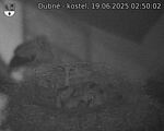 Capi_Dubne_20250619_025002.jpg