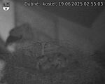 Capi_Dubne_20250619_025503.jpg
