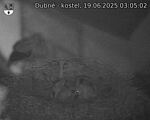 Capi_Dubne_20250619_030502.jpg