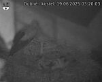 Capi_Dubne_20250619_032003.jpg