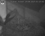 Capi_Dubne_20250619_032502.jpg
