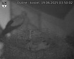 Capi_Dubne_20250619_035002.jpg