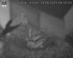 Capi_Dubne_20250619_041003.jpg