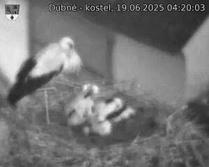 Capi_Dubne_20250619_042003.jpg (1350 x 1080)